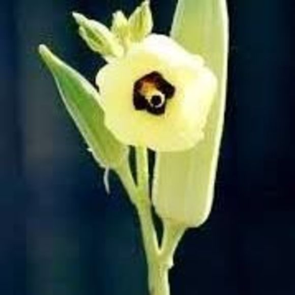 Meet your Posher, So - Picture 1 of 1